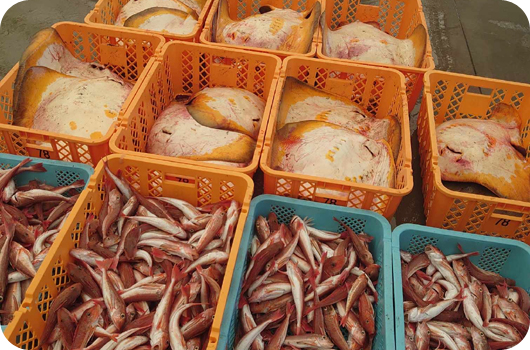 ふくしまブランド「常磐もの」魚介類